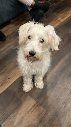 Lost Male Dog last seen 23th sedgley ave , Philadelphia, PA 19133