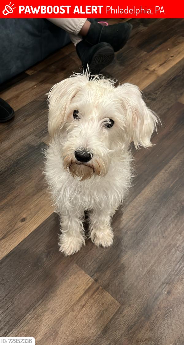 Lost Male Dog last seen 23th sedgley ave , Philadelphia, PA 19133