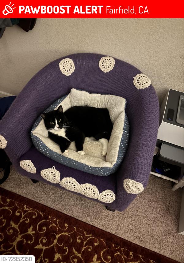 Lost Male Cat last seen North Texas. Paradise Valley, Danbury Way Street, Fairfield, CA 94533