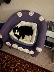 Lost Male Cat last seen North Texas. Paradise Valley, Danbury Way Street, Fairfield, CA 94533
