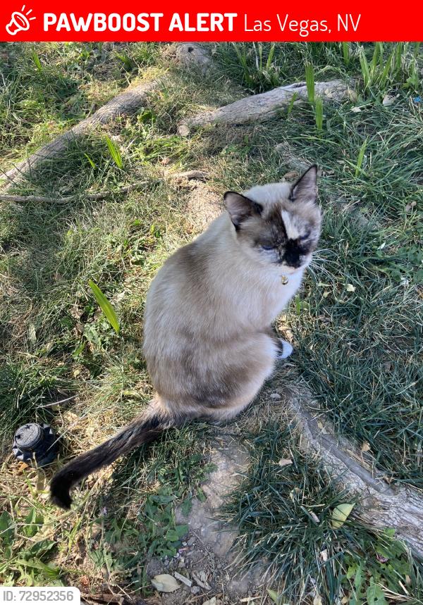 Lost Female Cat last seen Arville & Desert Inn, Las Vegas, NV 89102