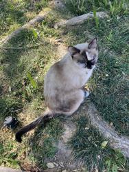 Lost Female Cat last seen Arville & Desert Inn, Las Vegas, NV 89102