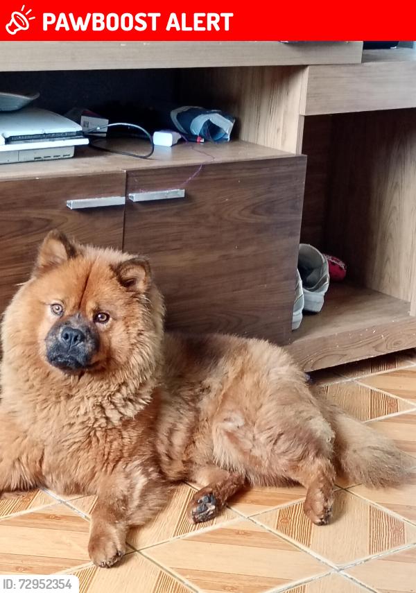 Lost Female Dog last seen Rua ajuru , Chácara Califórnia, SP 