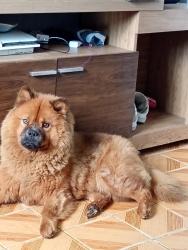 Lost Female Dog last seen Rua ajuru , Chácara Califórnia, SP 
