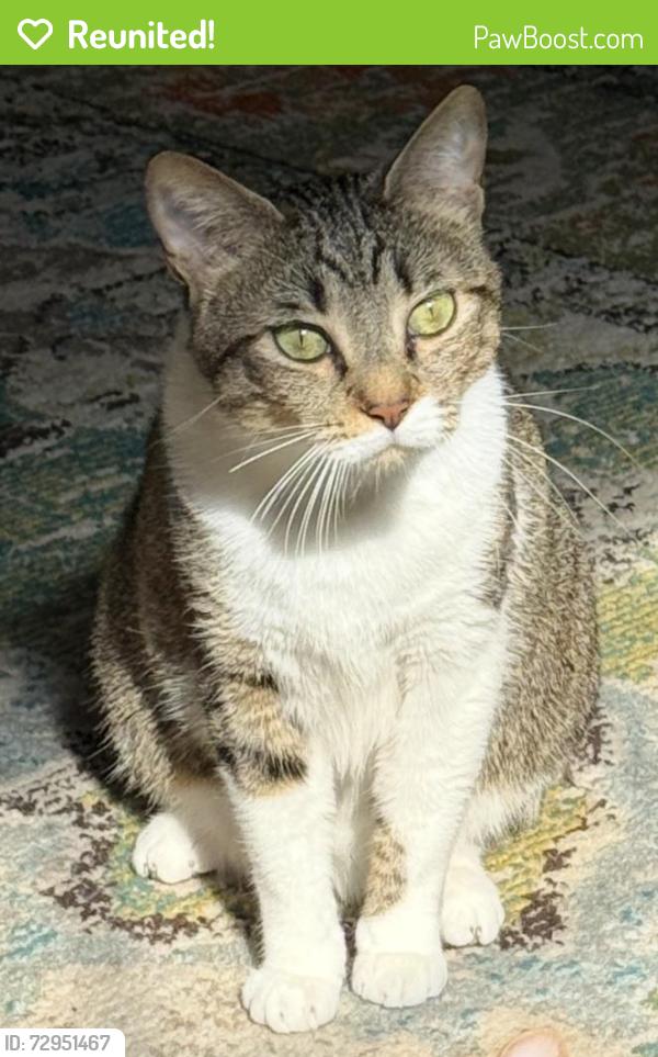 Reunited Female Cat last seen 78th Street and 40th Terrace North , St. Petersburg, FL 33709