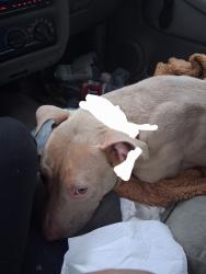Reunited Female Dog last seen Spanish pond road, St. Louis County, MO 63138