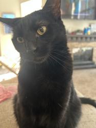 Reunited Male Cat last seen Gemstone Valley Subdivision, Grand Blanc, MI 48439