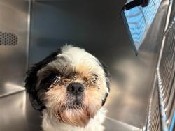 Shelter Stray Male Dog last seen SAINT CHARLES ROCK ROAD/EMINENCE BLVD,63114, Olivette, MO 63132
