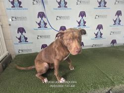 Shelter Stray Male Dog last seen WYMORE/BEL AIR, Orlando, FL 32839