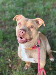 Shelter Stray Female Dog last seen CHARLOTTE, Charlotte, NC 28217