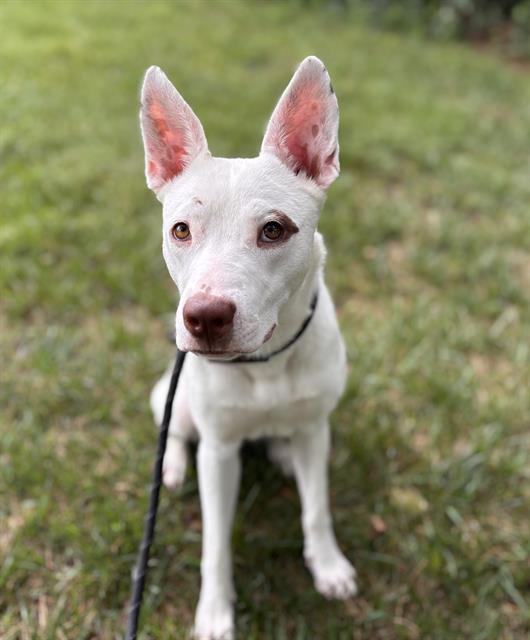 Shelter Stray Female Dog last seen CHARLOTTE, 8315 Byrum Dr, Charlotte, NC 28217, USA
