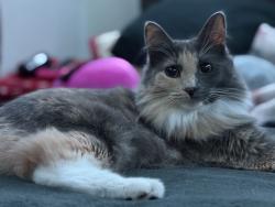 Lost Female Cat last seen Coolridge ct, Hutto, TX 78634