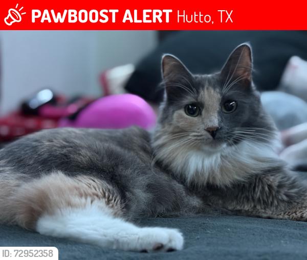 Lost Female Cat last seen Coolridge ct, Hutto, TX 78634