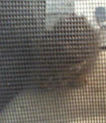 Shelter Stray Male Cat last seen CHARLOTTE, Charlotte, NC 28217