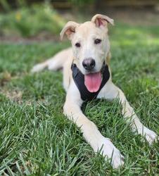 Shelter Stray Male Dog last seen CHARLOTTE, Charlotte, NC 28217