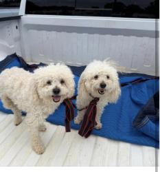 Reunited Female Dog last seen Dempsey Pl lawrenceville, Gwinnett County, GA 30044