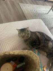 Lost Male Cat last seen Rome road , Columbus, OH 43228