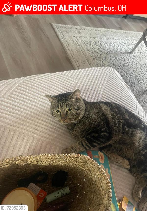 Lost Male Cat last seen Rome road, Columbus, OH 43228