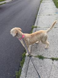Reunited Female Dog last seen wyoming street in twin towers, Dayton, OH 45410