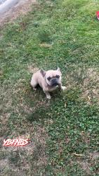Lost Female Dog last seen Jacob , Visalia, CA 93291