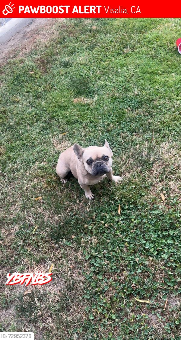 Lost Female Dog last seen Jacob , Visalia, CA 93291