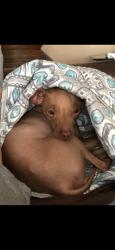 Reunited Female Dog last seen 78th St, Queens, NY, USA, Queens, NY 11379