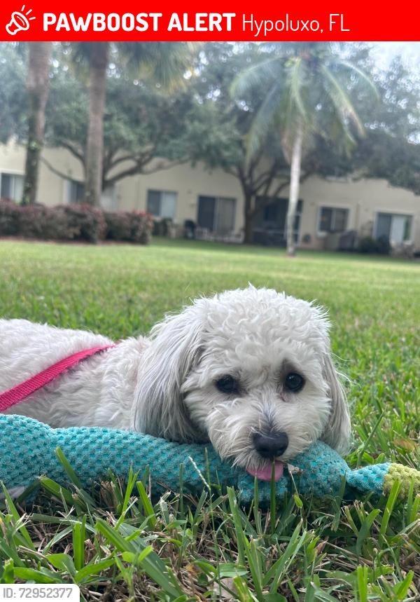 Lost Female Dog last seen Hypoluxo and Lyons rd Fl , Hypoluxo, FL 33462