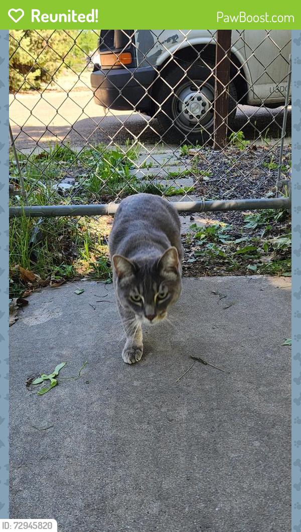 Reunited Male Cat last seen College of Idaho, Caldwell, ID 83605