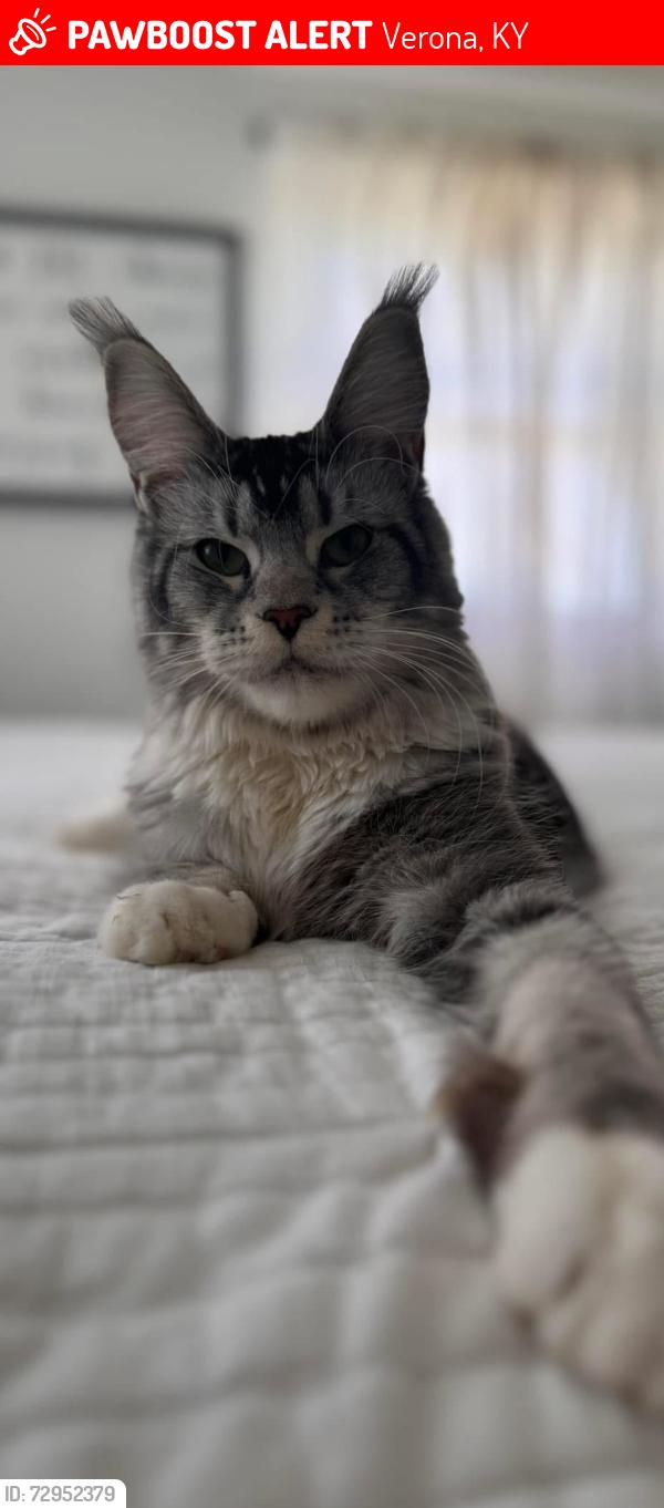 Lost Female Cat last seen Verona KY , Verona, KY 41092