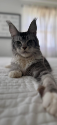 Lost Female Cat last seen Verona KY , Verona, KY 41092