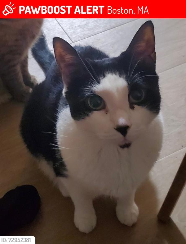 Lost Male Cat last seen  behind ohrenberger school , Boston, MA 02136
