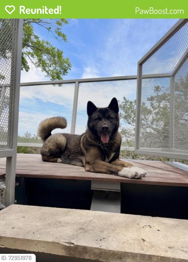 Reunited Female Dog last seen Near Country Club Dr, Lago Vista, TX 78645, USA, Lago Vista, TX 78645