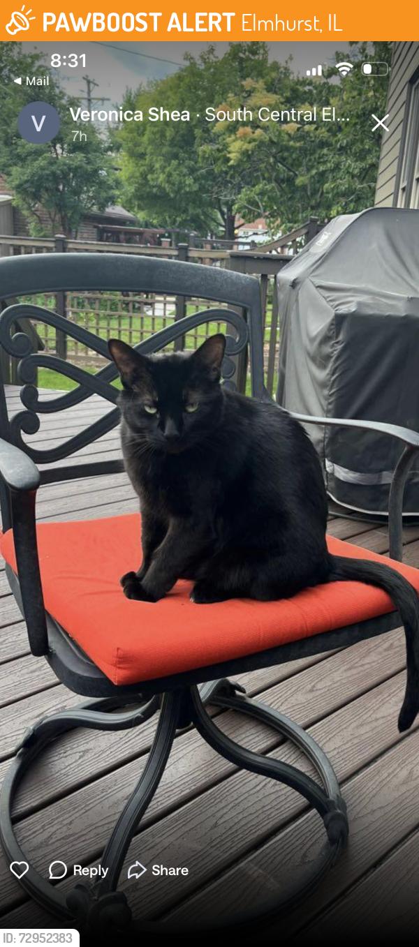 Found/Stray Male Cat last seen Elmhurst , Elmhurst, IL 60126