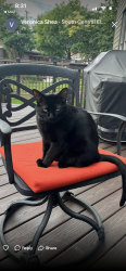 Found/Stray Male Cat last seen Elmhurst , Elmhurst, IL 60126