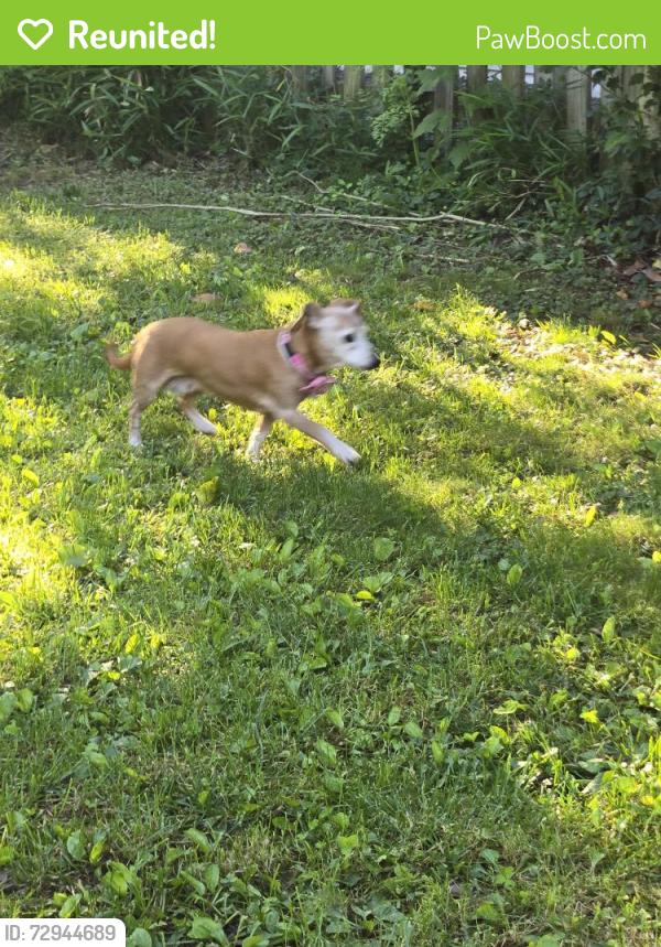Reunited Female Dog last seen Neal drive and Falster, Alexandria, VA 22308