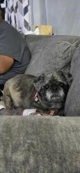 Reunited Female Dog last seen Near Strader Rd, Akron, OH 44305, USA, Akron, OH 44305