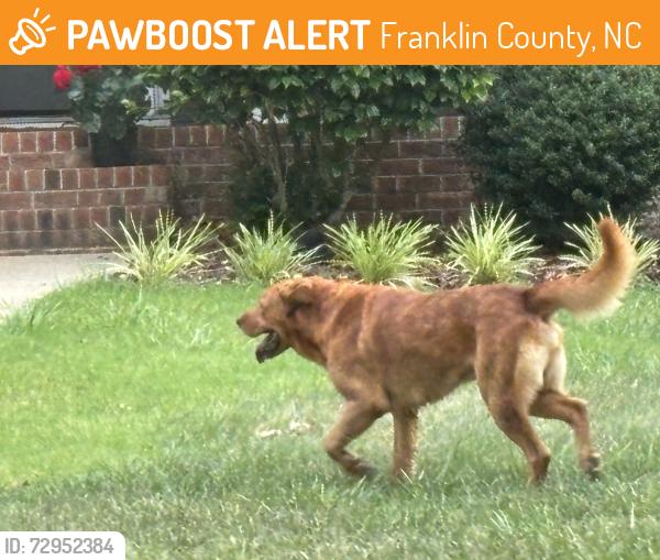 Found/Stray Unknown Dog last seen flt rock church rd by route 401 in Woidkands neighborhood , Franklin County, NC 27549