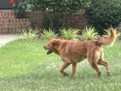 Found/Stray Unknown Dog last seen flt rock church rd by route 401 in Woidkands neighborhood , Franklin County, NC 27549