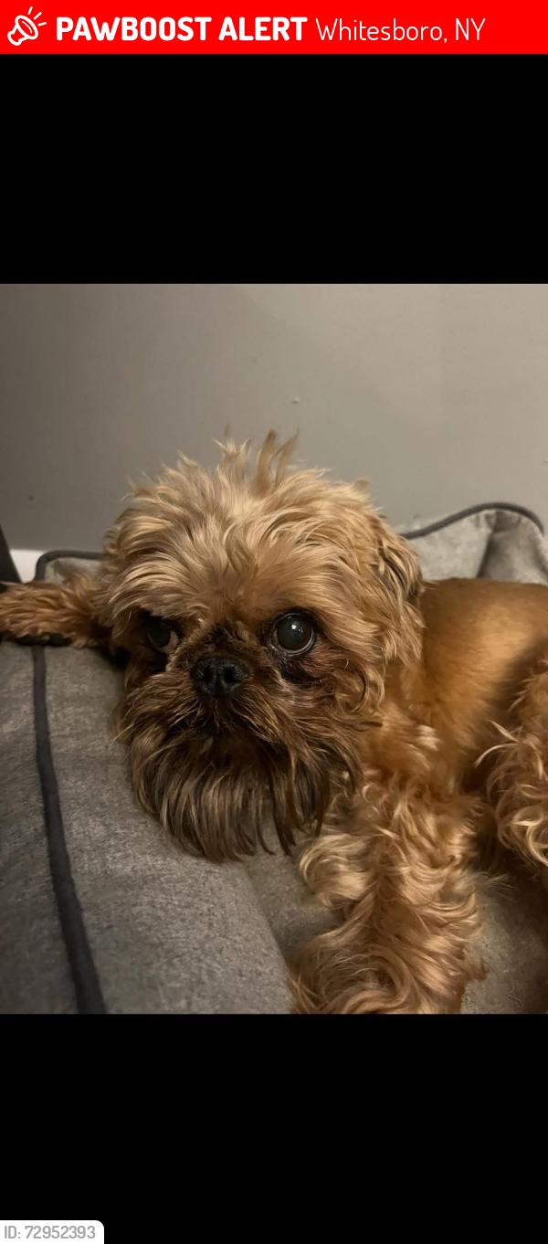 Lost Male Dog last seen Edgewood drive whitesboro , Whitesboro, NY 13492