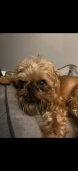Lost Male Dog last seen Edgewood drive whitesboro , Whitesboro, NY 13492