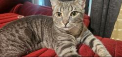 Lost Male Cat last seen Hipp St & Dartmouth St, near the church, Dearborn, MI 48124
