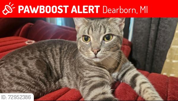 Lost Male Cat last seen Hipp St & Dartmouth St, near the church, Dearborn, MI 48124