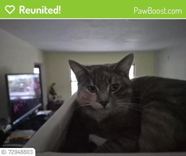 Reunited Female Cat last seen Fern Ave. near San Pablo Ave., Pinole, CA, Pinole, CA 94564