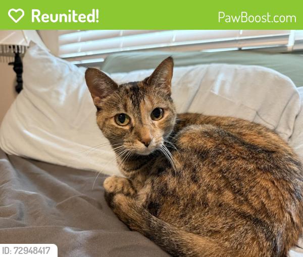 Reunited Female Cat last seen Tyler/Kellogg, Wichita, KS 67209