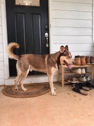 Reunited Male Dog last seen Cason and Clearwater, Belmont, NC 28012