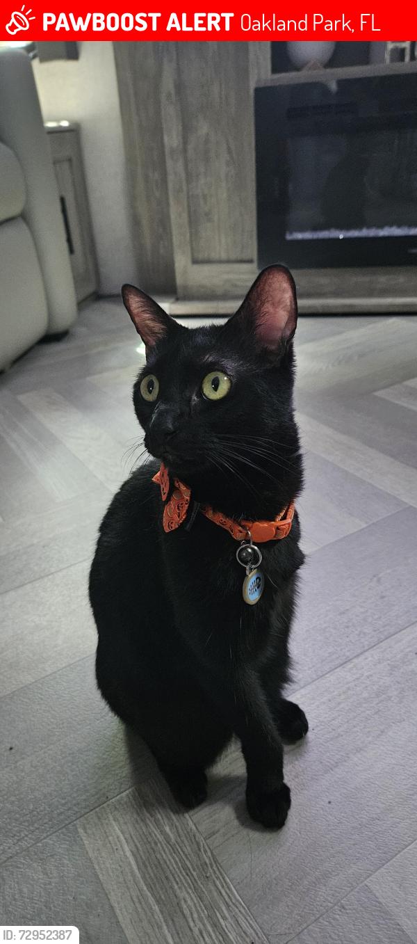 Lost Female Cat last seen Dixie hwy, Oakland Park, FL 33334