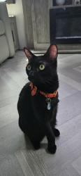 Lost Female Cat last seen Dixie hwy, Oakland Park, FL 33334