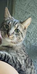 Reunited Male Cat last seen Parkview trailer park , Marcus Hook, PA 19061