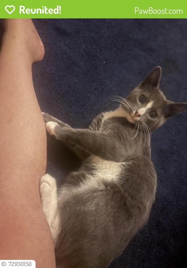 Reunited Male Cat last seen Washington St, Wilmington, DE 19802
