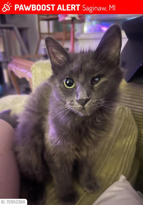 Deceased Female Cat last seen Michigan Ave by Econo King Liquor , Saginaw, MI 48602